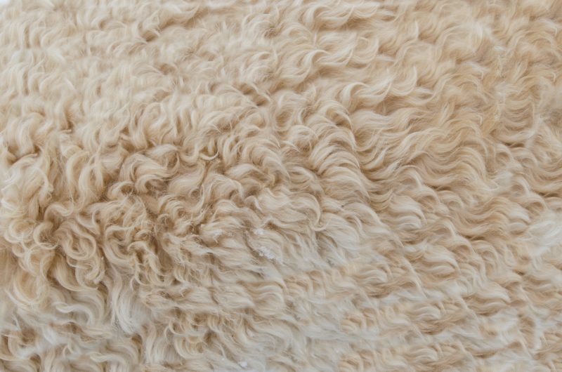 laine blanche