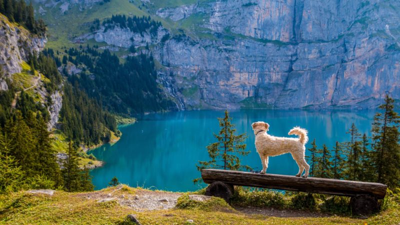 chien et lac de montagne