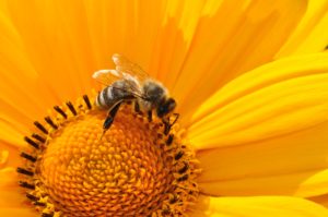 gros plan abeille