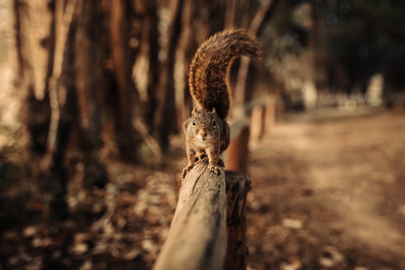 écureuil sur un garde corps